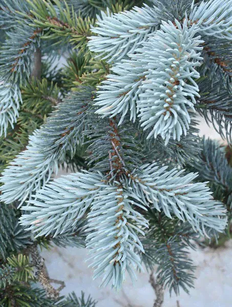 Ель колючая Picea pungens Christmas Blue-0