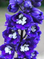 Дельфиниум высoкий "Magic Fountains" (dark blue with white bee) 5шт.