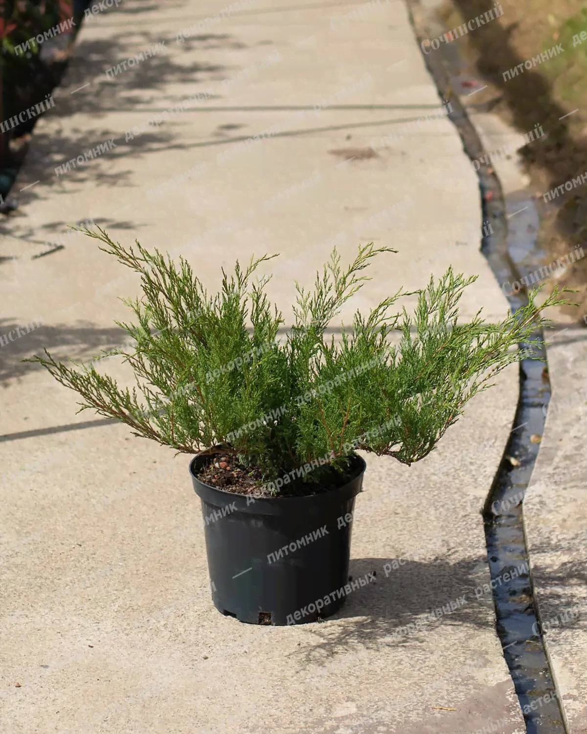 Можжевельник казацкий Блю Спаркл (Juniperus sabina Blue Sparkle) 10л