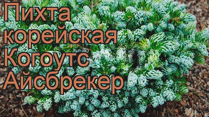 Пихта корейская Когоутс Айсбрекер 🌿 обзор: как сажать, саженцы пихты Когоутс Айсбрекер