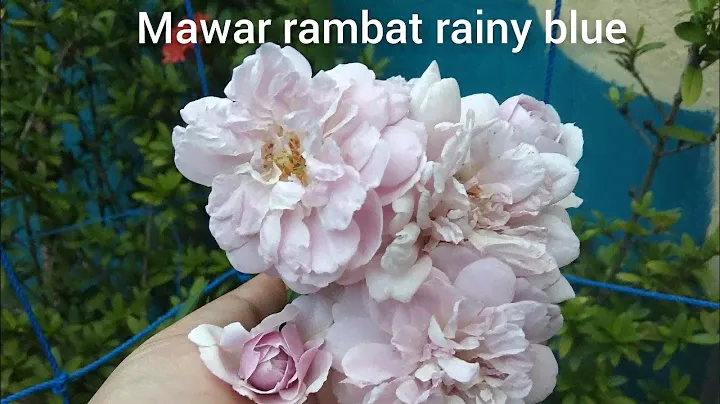 Mawar rambat rainy blue pertama kali berbunga juli 2021 || rainy blue rose