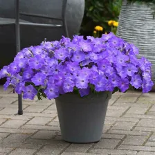Петуния ампельная Easy Wave Lavender Sky Blue