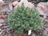 Ель колючая Picea pungens Blue Ball