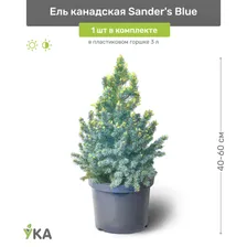 Ель канадская Sanders Blue (Сандерс Блю) 40-60 см в пластиковом горшке 3 л, саженец, хвойное живое растение