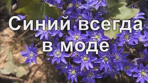 Секрет синих цветов. Перовския