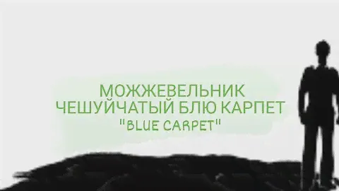 МОЖЖЕВЕЛЬНИК ЧЕШУЙЧАТЫЙ БЛЮ КАРПЕТ "BLUE CARPET"