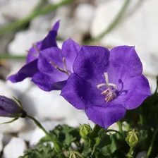 Колокольчик карпатский Перпл Дип Блю (Pearl Deep Blue)