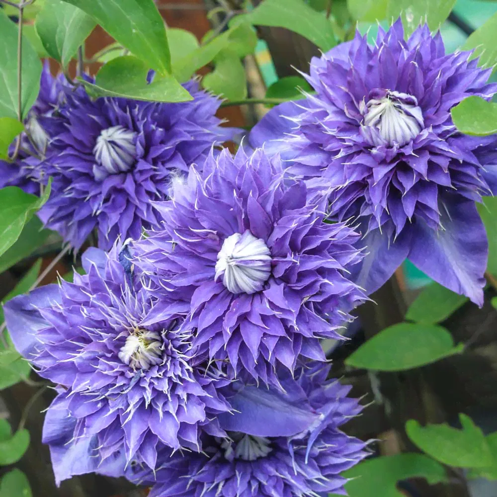 Клематис «Multi Blue» (Мульти Блю) махровый